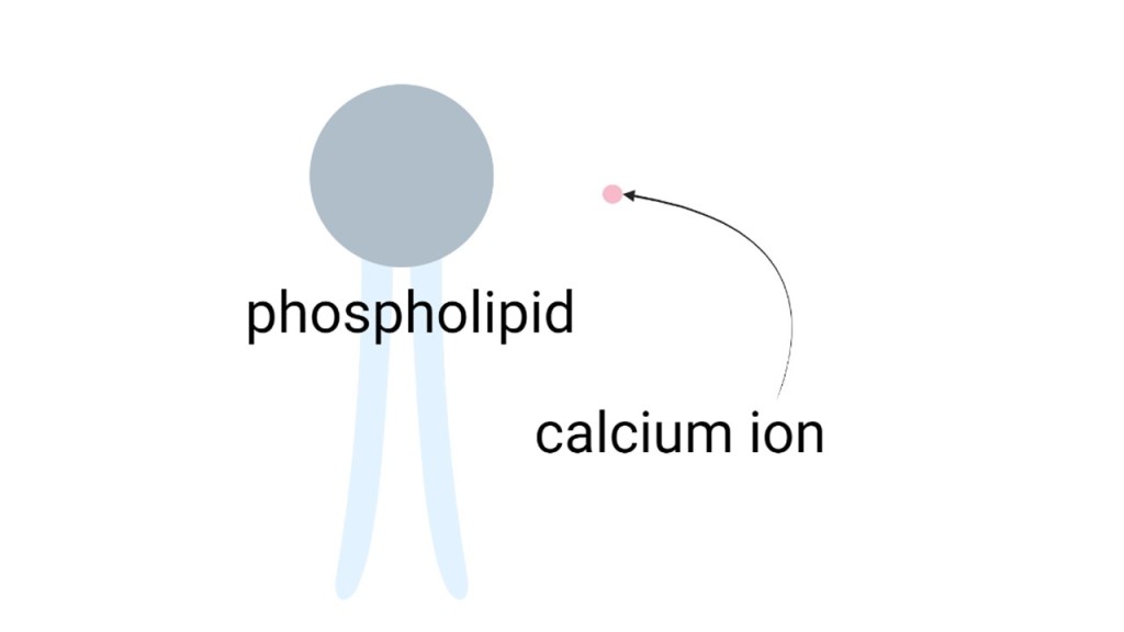 A cartoon of a phospholipid next to a calcium ion. The calcium ion is miniscule compared to the size of the phospholipid.